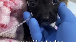 Un veterinario pinta manchas en el yeso de un dálmata recién operado ❤️‍ - Cosmpolitan México ✨