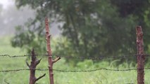 BEAUTIFULL RAIN SOUND AND LUSH GREEN FIELD