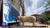 [이슈톡] 그림 1점에 3,100만원‥돼지 화가 '피그카소'
