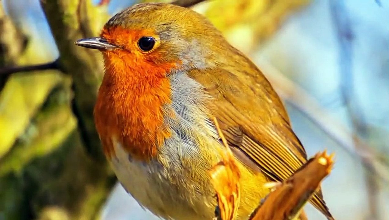Relaxing Nature music 'Song Birds of Morning" Part-I