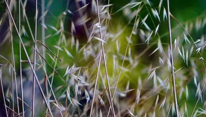 The most beautiful relaxing and meditative music