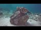 Diver Observes Octopus Hunting Underwater
