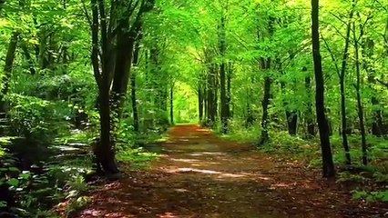 You feel comfortable and reassured, living in it is like living in gardens