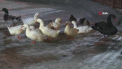 Başkent'in simgelerinden Kuğulu Park buz tuttu