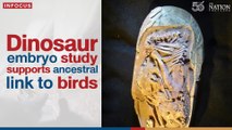 Dinosaur embryo study supports ancestral link to birds | The Nation Thailand