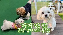 엉금엉금 낮은 포복 군필 강아지의 등장