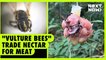 “Vulture bees” trade nectar for meat | NEXT NOW