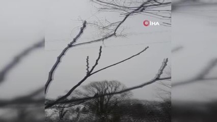 Köy muhtarı, tellere zarar veren dalları tüfekle vurarak düşürdü