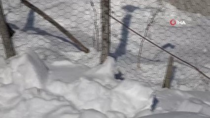 Son dakika! Saksağan kuşu ve eşeklerin gülümseten dostluğu kamerada