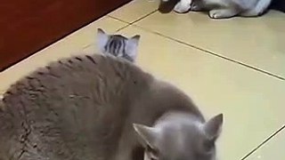 Cat Fighting Time | Funny Cats | Cute Cats | AR Studio