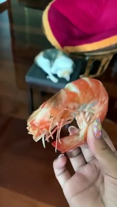 Cat Love To Eat Sea Food | Cute Cats | AR Studio