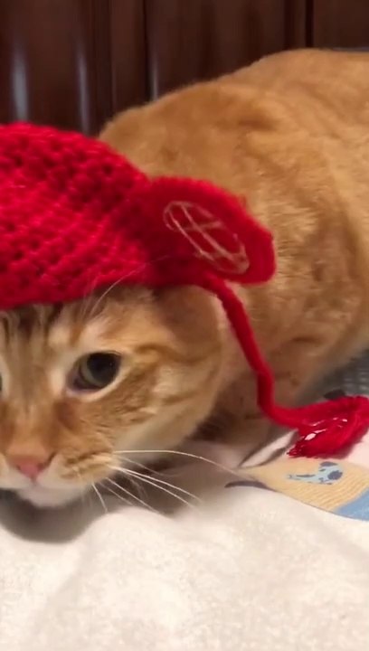 Beautiful Cat Reactions | Funny Cats | Cute Cats | AR Studio