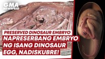 Preserved dinosaur embryo discovered | GMA News Feed