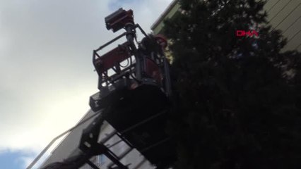 İSTANBUL-AVCILAR'DA AĞAÇTA 2 GÜN MAHSUR KALAN KEDİ KURTARILDI