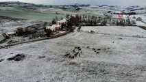 Karlar içinde koşturan atlar havadan görüntülendi