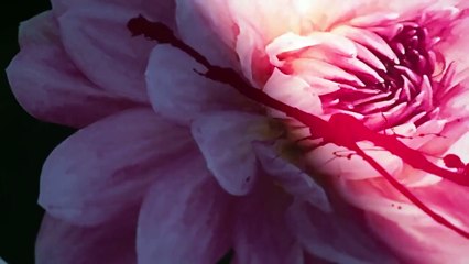 Girl From Nowhere Saison 1 - Trailer (EN)