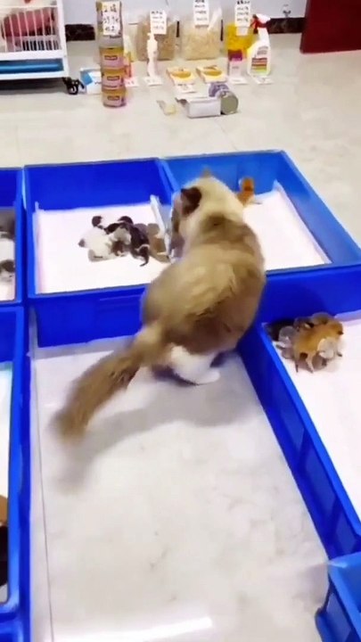 Funny Cat Videos  - You will Laugh So Hard
