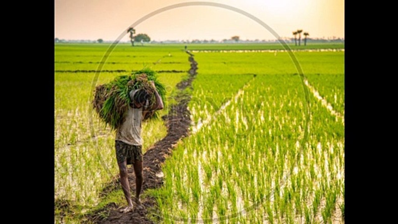 National farmers day | National farmers day 2021 | Farmers day India | National farmer day | farmers