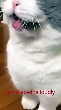 Kittens Meowing Loudly Baby Cats - Cute and Funny Cat Videos Compilation