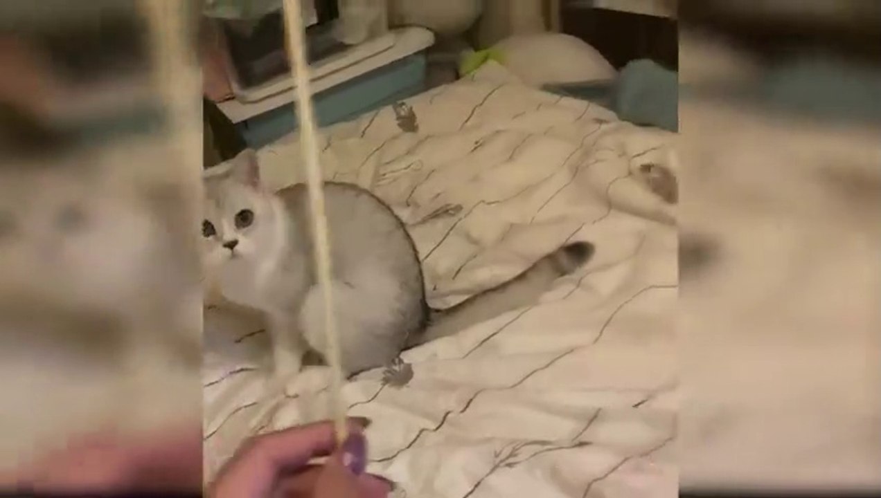 Baby Cats - Cute and Funny Cat Videos Compilation.