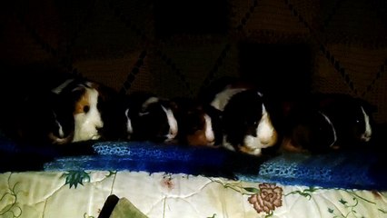 CAVIA PORCELLUS IRIS TURMERIC MARY TRIXIE CLOVER PARSLEY RJ CJ 102_7510