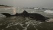 Watch | Shark entangled in fishing net rescued in AP's Visakhapatnam