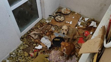 Balkonda kötü koşullarda tutulan 2 köpeğe el konuldu