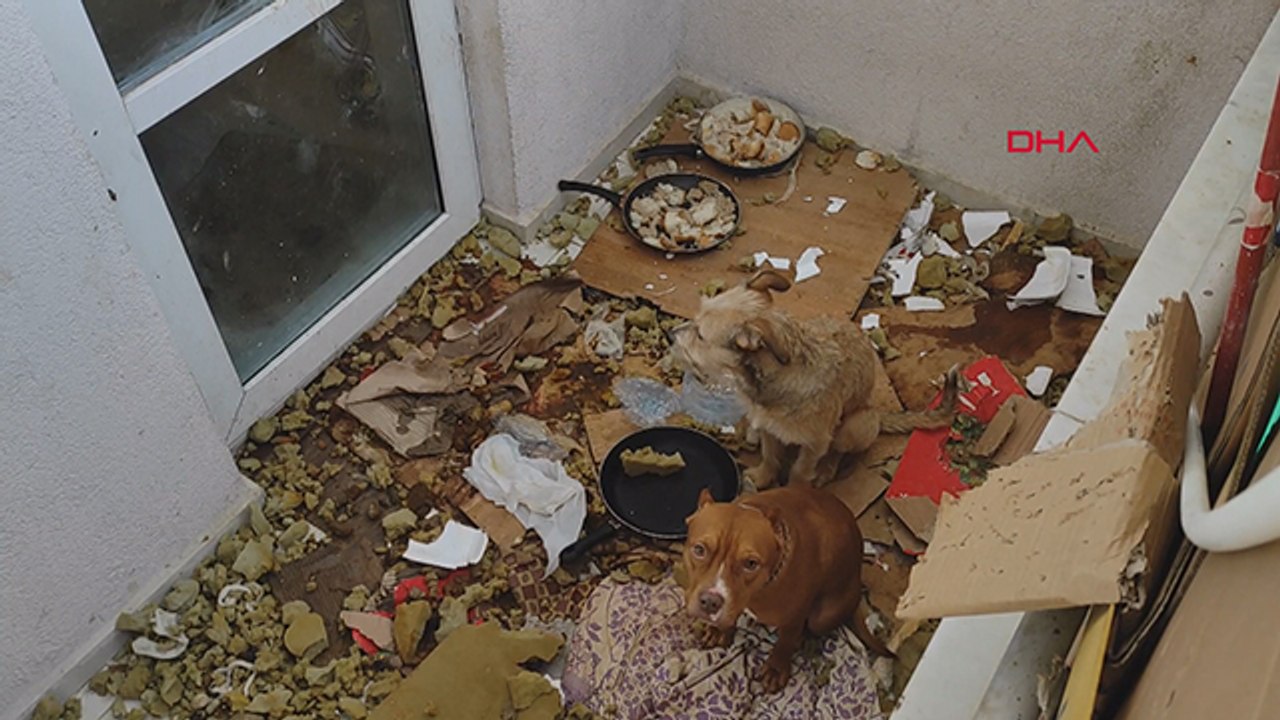 Balkonda kötü koşullarda tutulan 2 köpeğe el ko...
