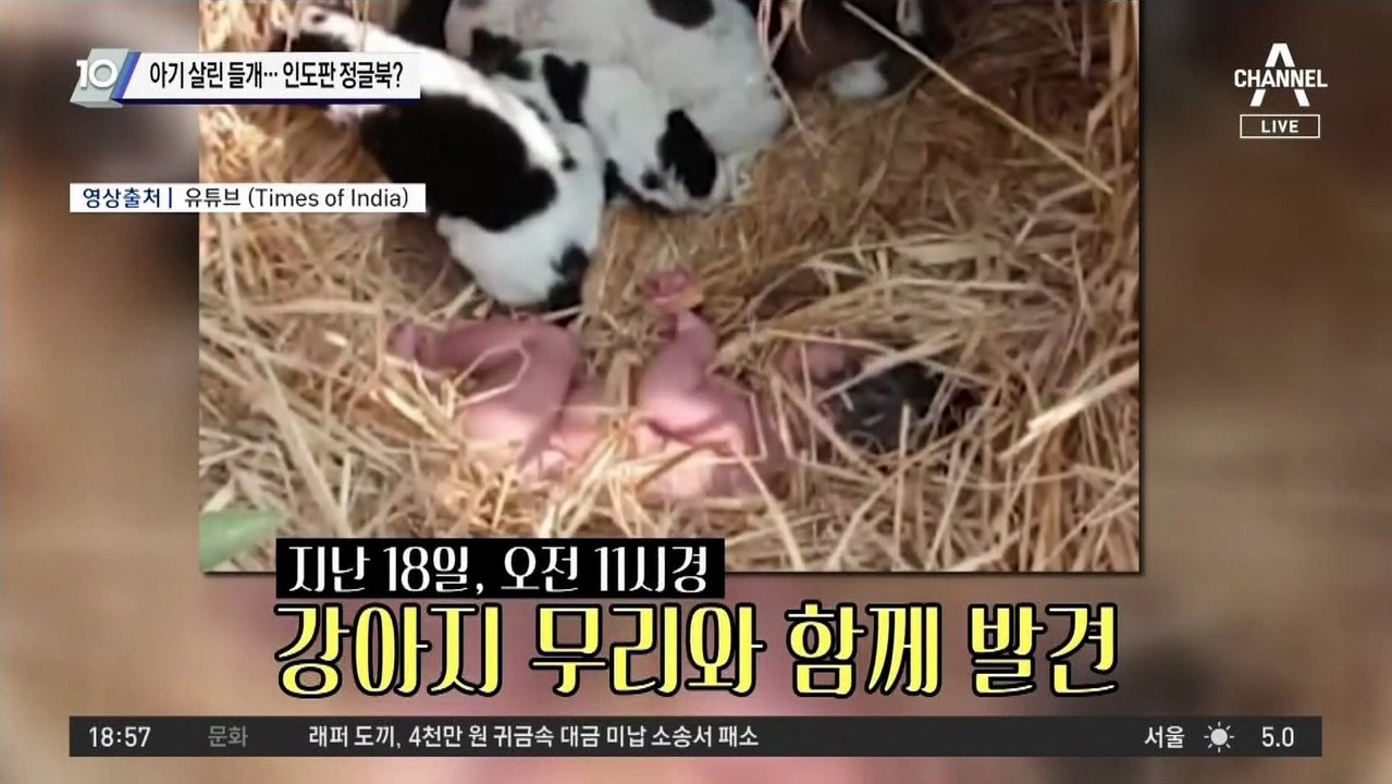 아기 살린 들개…인도판 정글북?