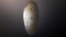 Embrione di dinosauro preservato in un uovo fossile, la scoperta in Cina