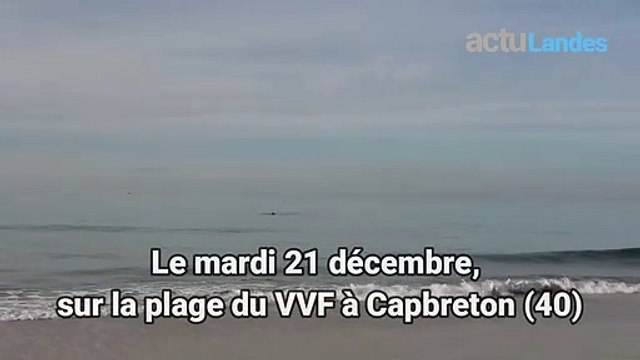 Insolite : Capbreton. Un dauphin nage à quelques mètres de la rive
