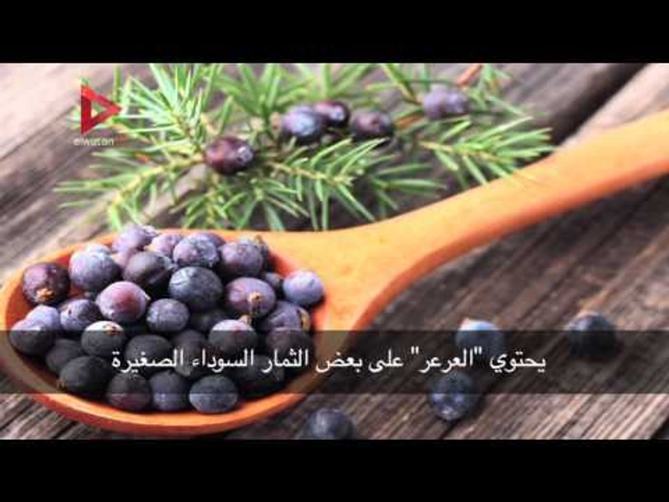 نبات العرعر وفوائده لكِ ولأسرتك