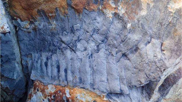 Découverte en Angleterre d'un mille-pattes géant de 50 kilos