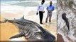 Visakhapatnam : Rare Fish In Vizag | Oneindia Telugu