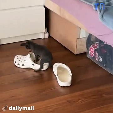 Ce chien cherche à se coucher dans une crocs trop chou