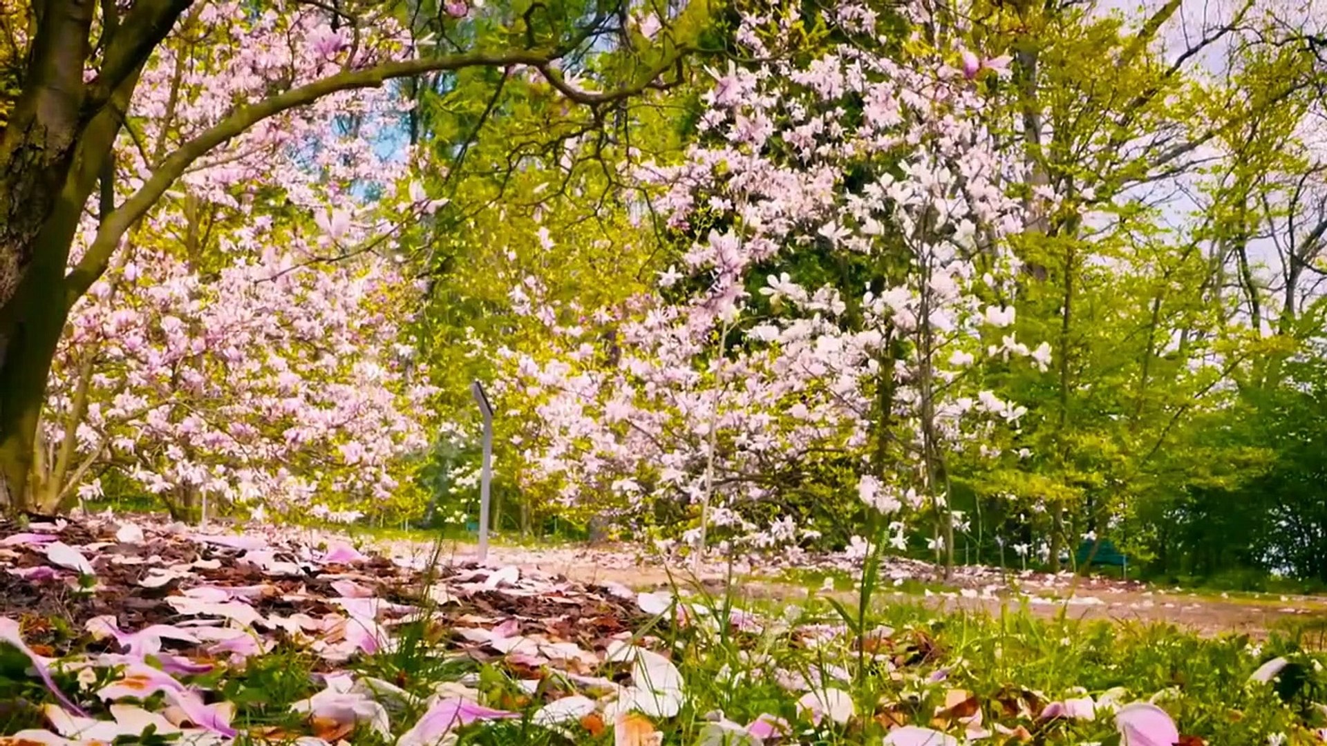 Focus Relaxation Music __ focus music, relaxing, __ relax music