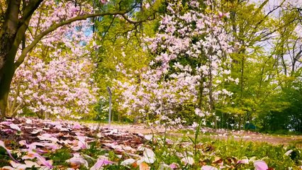 Focus Relaxation Music __ focus music, relaxing, __ relax music