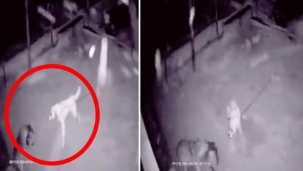 Güvenlik kamerasına takıldı! İpe bağlı kangalın eve giren kurt karşısındaki müthiş hamlesi