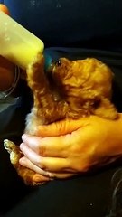 Blind puppy Stevie learning to walk with his new owners