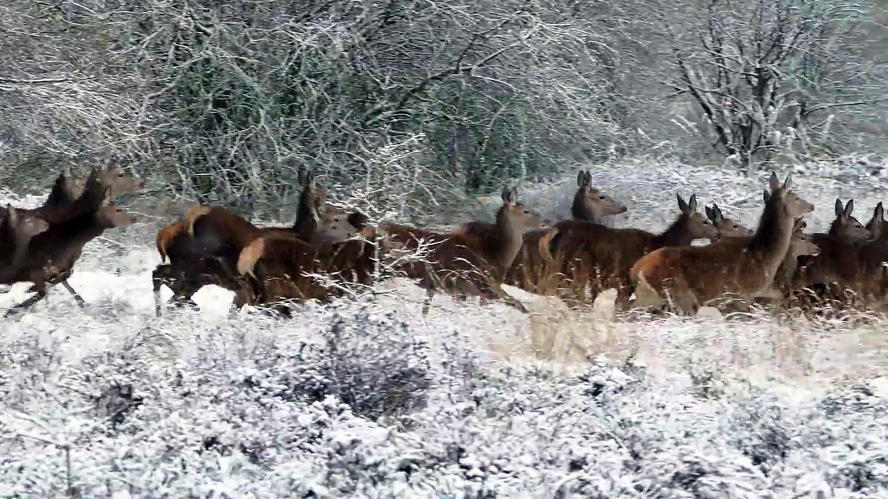 It's panic time among the reindeers. What has happened? | funniest animals | pets video | pet comedy | funny animal