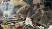 تصاویری از ژاپن؛ میمون‌ها دور آتش و مشغول صرف سیب‌زمینی تنوری