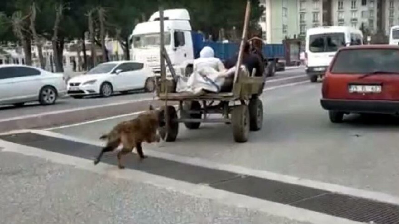 Köpeği at arabasına bağlayıp koşturdu, gözaltına alındı