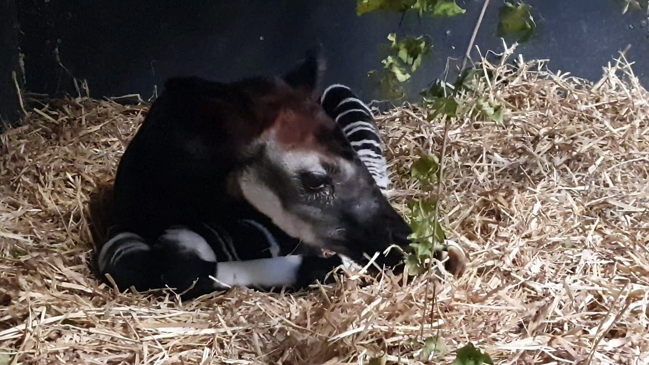 Baby okapi resting Yorkshire Wildlife Park December 23 2021