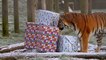 Tiger brothers tear open gift boxes two days early at Whipsnade Zoo (C) ZSL