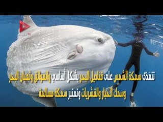 تعرف على سمكة الشمس العملاقة النادرة.. "وجبة سامة شهية"