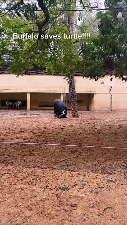 Un buffle sauve une tortue retournée... adorable