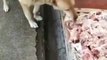 Ce boucher met en libre service des restes pour des chiens errants en Turquie