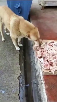 Ce boucher met en libre service des restes pour des chiens errants en Turquie