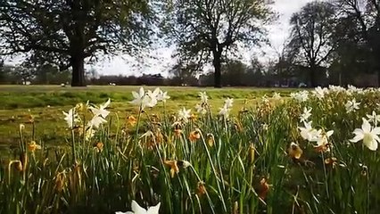 Relaxing Background Music Beautiful Relaxing Music for Stress Relief