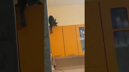 Cat Slips Off Several Counters
